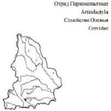 Европейский северный олень. Область распространения. Свердловская область.