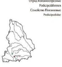 Серощекая поганка. Область распространения. Свердловская область.