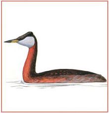 Серощекая поганка (Свердловской обл.)