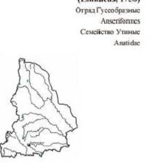 Обыкновенный турпан. Область распространения. Свердловская область.