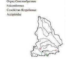 Луговой лунь. Область распространения. Свердловская область.