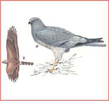 Луговой лунь (Свердловской обл.)