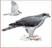 Тетеревятник (Свердловской обл.)