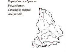 Беркут. Область распространения. Свердловская область.