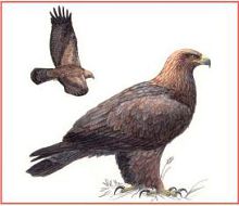 Беркут (Свердловской обл.)