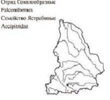 Орлан-белохвост. Область распространения. Свердловская область.