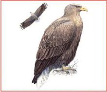 Орлан-белохвост (Свердловской обл.)