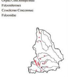 Сапсан. Область распространения. Свердловская область.