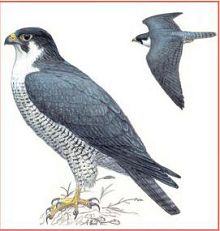 Сапсан (Свердловской обл.)