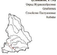 Камышница. Область распространения. Свердловская область.