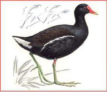 Камышница (Свердловской обл.)