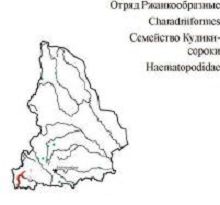 Кулик-сорока. Область распространения. Свердловская область.