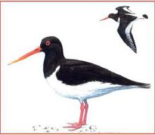 Кулик-сорока (Свердловской обл.)