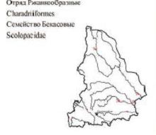Большой кроншнеп. Область распространения. Свердловская область.