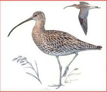 Большой кроншнеп (Свердловской обл.)