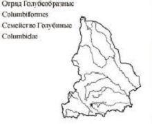 Обыкновенная горлица. Область распространения. Свердловская область.