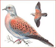 Обыкновенная горлица (Свердловской обл.)