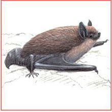 Ночница брандта (Свердловской обл.)