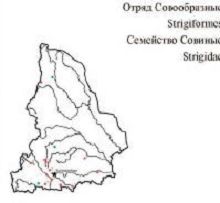 Воробьиный сычик. Область распространения. Свердловская область.