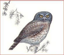 Воробьиный сычик (Свердловской обл.)