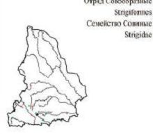 Серая неясыть. Область распространения. Свердловская область.