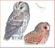 Серая неясыть (Свердловской обл.)