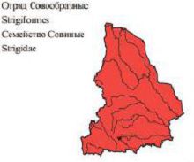 Длиннохвостая неясыть. Область распространения. Свердловская область.