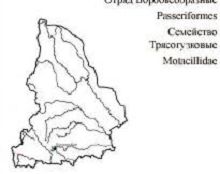 Желтолобая трясогузка. Область распространения. Свердловская область.