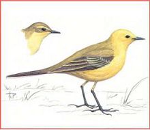 Желтолобая трясогузка (Свердловской обл.)