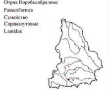 Серый сорокопут. Область распространения. Свердловская область.