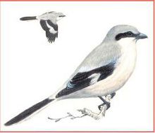 Серый сорокопут (Свердловской обл.)