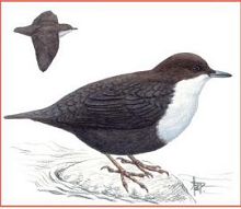 Оляпка (Свердловской обл.)