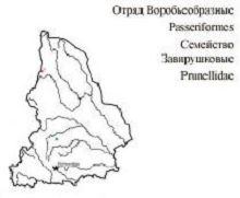 Черногорлая завирушка. Область распространения. Свердловская область.