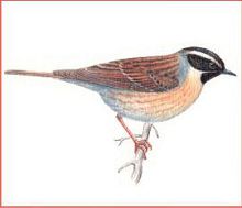 Черногорлая завирушка (Свердловской обл.)