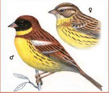 Дубровник (Свердловской обл.)