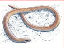 Ломкая веретеница (Свердловской обл.)