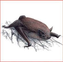 Нетопырь натузиуса (Свердловской обл.)