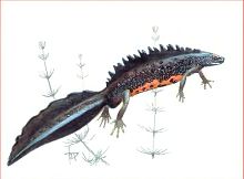 Гребенчатый тритон (Свердловской обл.)