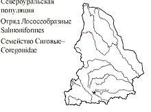 Тугун. Область распространения. Свердловская область.