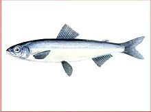 Тугун (Свердловской обл.)