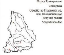 Северный кожанок. Область распространения. Свердловская область.
