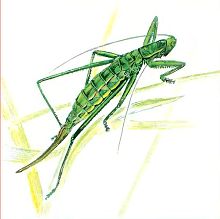 Степная дыбка (Свердловской обл.)