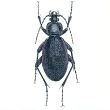 Жужелица эстрейхера (Свердловской обл.)