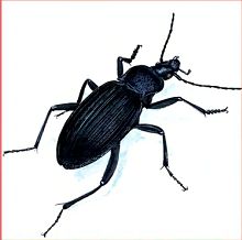 Ребристая жужелица (Свердловской обл.)