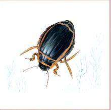 Широкий плавунец (Свердловской обл.)