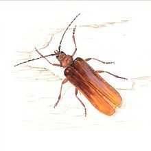 Усач дубильщик (Свердловской обл.)