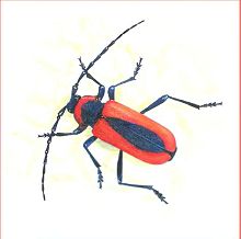 Усач-краснокрыл круглогрудый (Свердловской обл.)