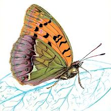 Зеленоватая перламутровка (Свердловской обл.)