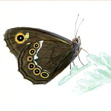 Бархатница дейдамия (Свердловской обл.)