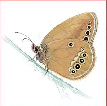 Сенница эдип (Свердловской обл.)